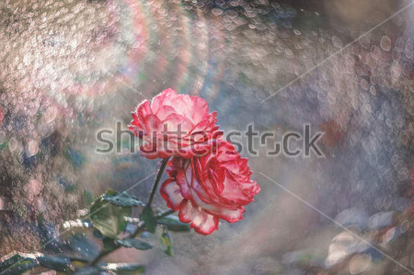  артикул 10019956