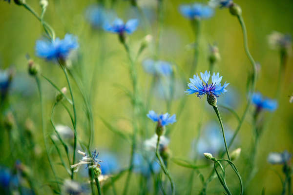 Ярко-синие полевые цветы артикул 10019809