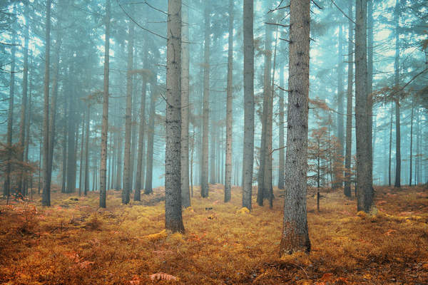 Осенний хвойный лес артикул 10021178