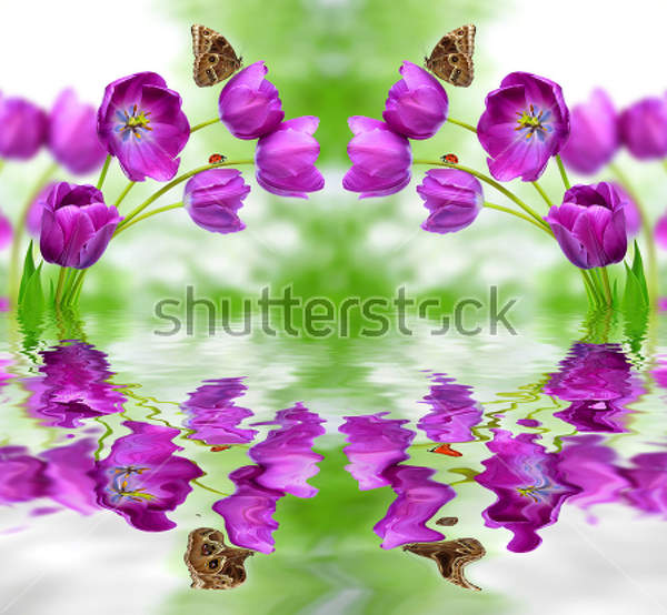 3Д Фотообои с фиолетовыми тюльпанами артикул 10021683