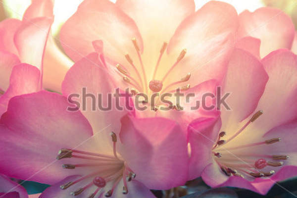  артикул 10025957