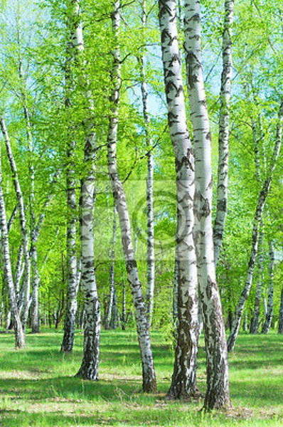  артикул 10025954