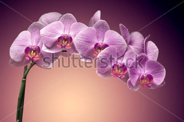  артикул 10026619