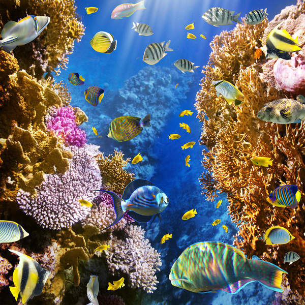 Фотообои - Коралловые рифы (подводный мир) артикул 10007314