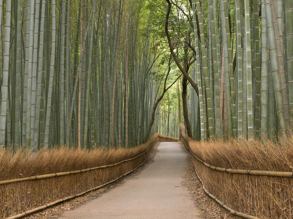 Дорога в бамбуковой роще артикул 10001873