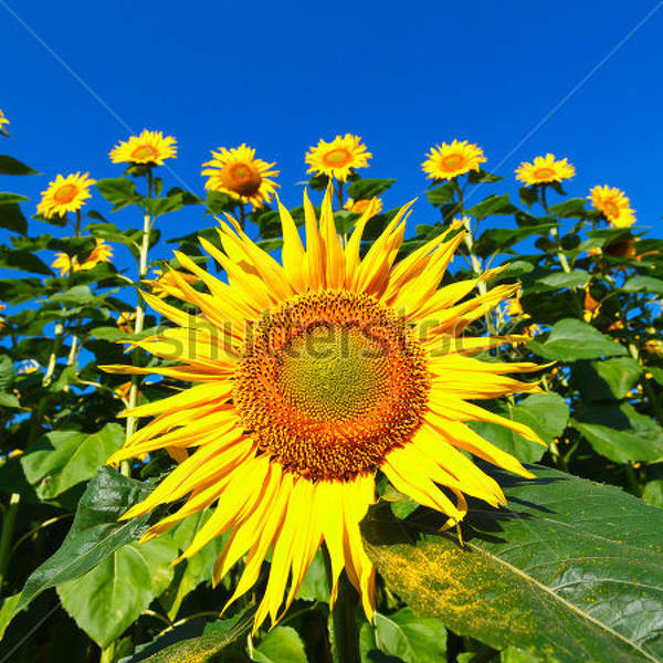  артикул 10027728