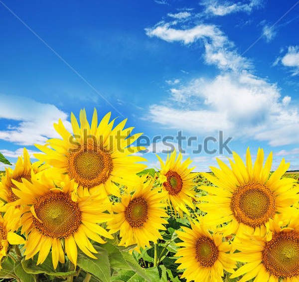  артикул 10027727