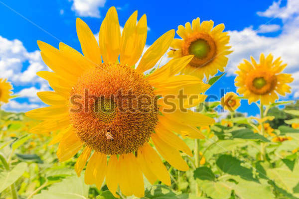  артикул 10027723