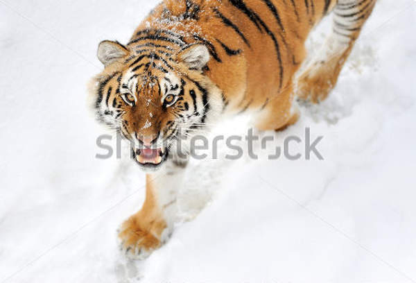  артикул 10027994