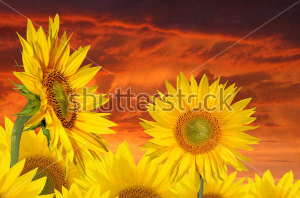  артикул 10028054