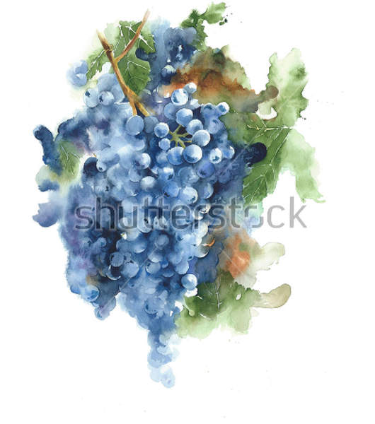 Фотообои с виноградом (рисунок) артикул 10033837