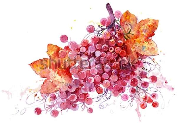 Фотообои виноградом (акварельный рисунок) артикул 10034488