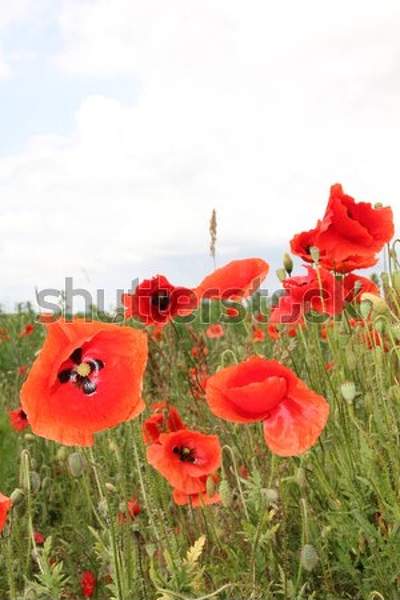  артикул 10034680
