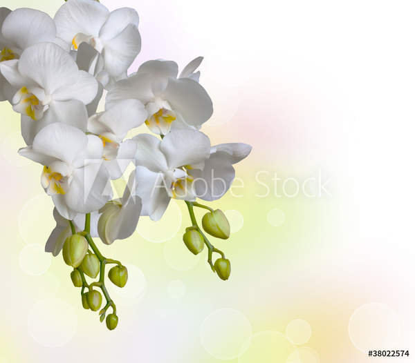  артикул 10035243