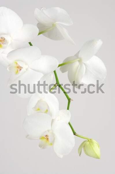 артикул 10035245