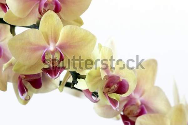  артикул 10038337