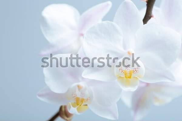  артикул 10039334