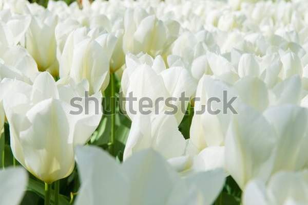  артикул 10039315