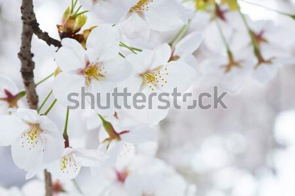  артикул 10039302