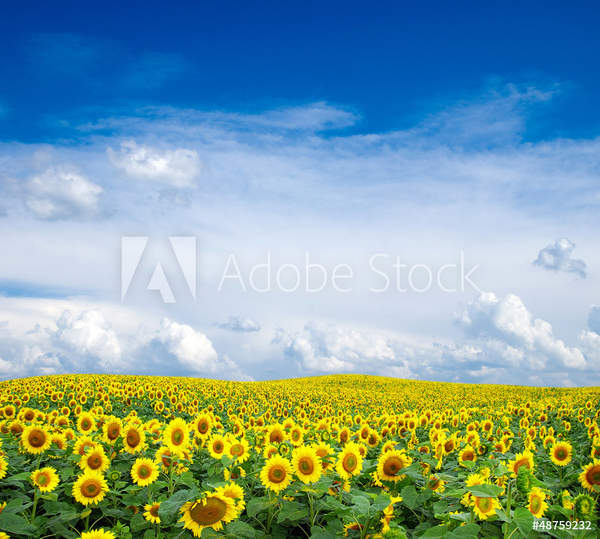  артикул 10039781