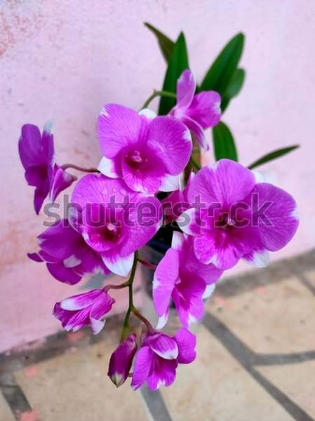  артикул 10041346