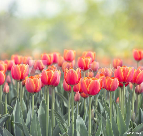  артикул 10042539