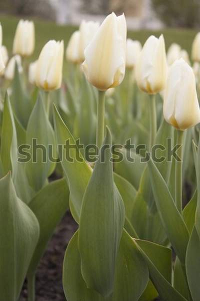  артикул 10045916