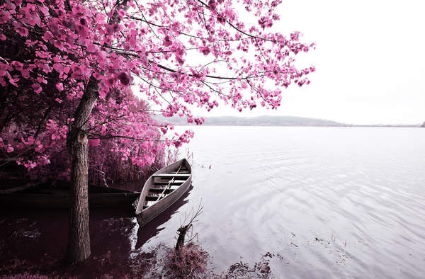 Фотообои с розовым деревом у реки артикул 10002442