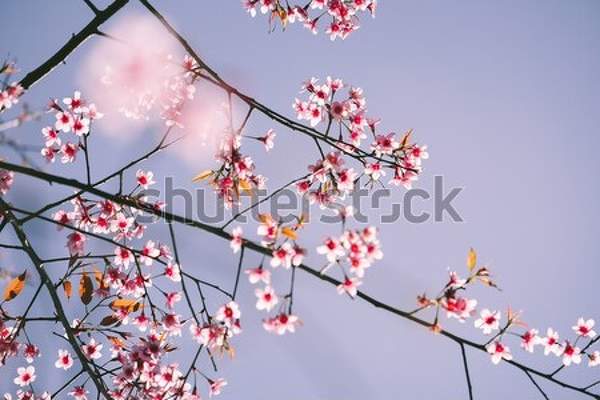  артикул 10049036