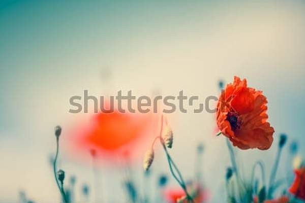 артикул 10050798