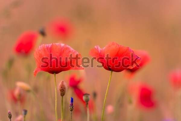  артикул 10050795