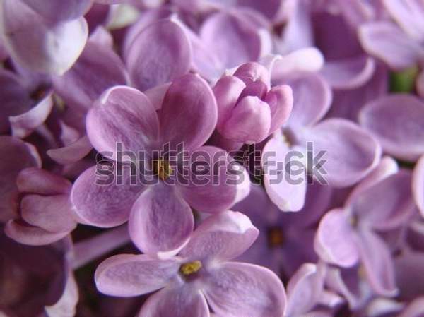  артикул 10055489