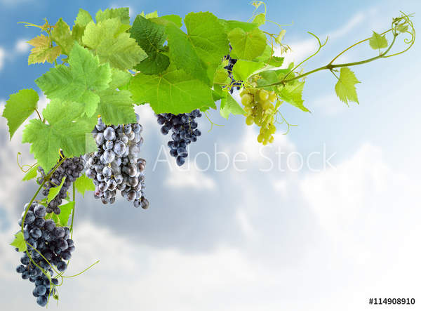  артикул 10055627