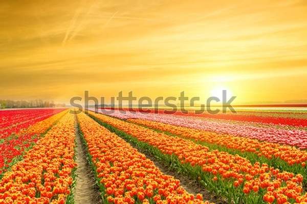  артикул 10056006