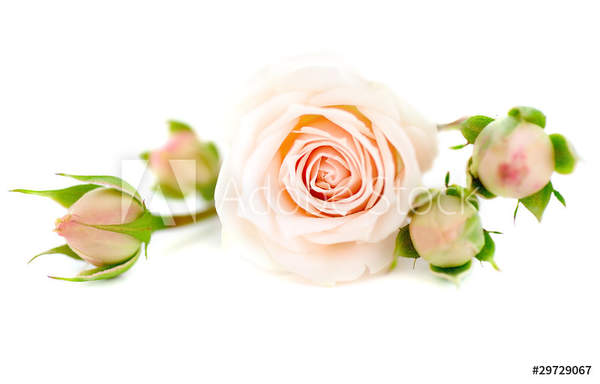  артикул 10056219