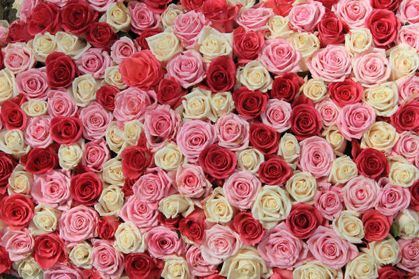 Обои с белыми и красными розами на стену в комнату артикул 10000161