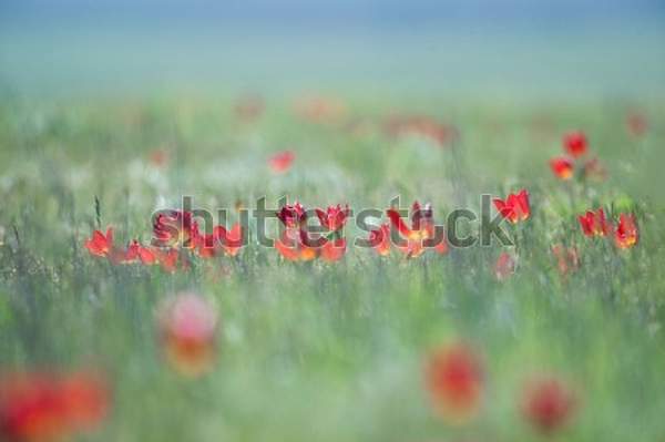  артикул 10059301