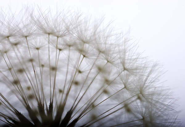 Одуванчик крупным планом артикул 10011642