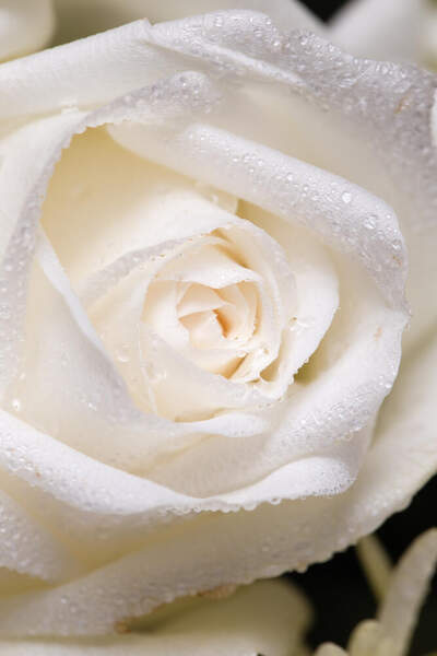 Белая роза с каплями воды артикул 10026991