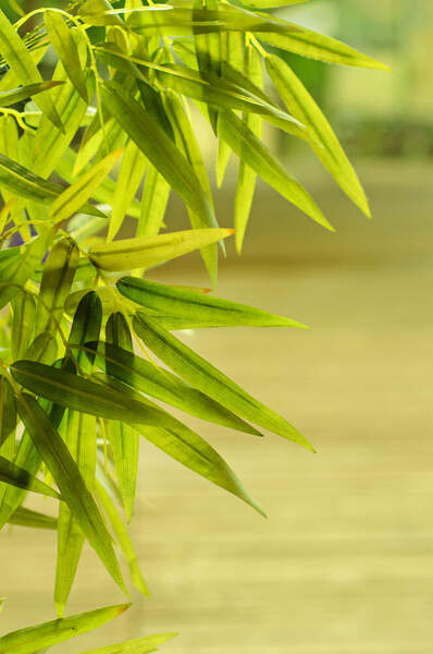 Зеленые листья бамбука артикул 10034657