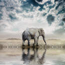 Фотообои для стен со слоном