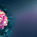 Фотообои с пионом на темном фоне