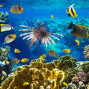 Фотообои для стен - Подводный мир