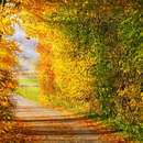 Осенняя тропинка на обоях для стен