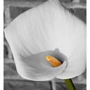 Фотообои - Каллы на фоне стены