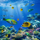 Фотообои - Коралловые рыбки