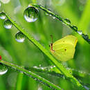 Фотообои - Утренняя роса с бабочкой и божьей коровкой