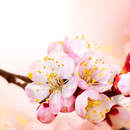 Фотообои - Цветение абрикоса