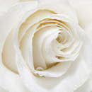 Обои на стену с розой крупным планом