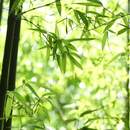 Фотообои с бамбуковыми побегами